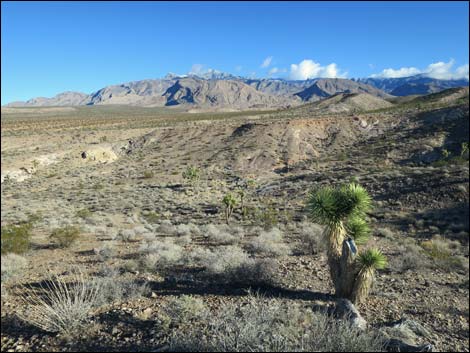 Gold Butte