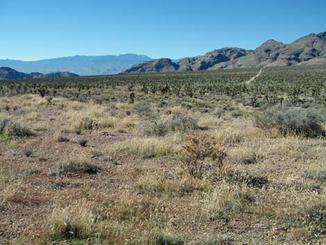 Yucca Forest