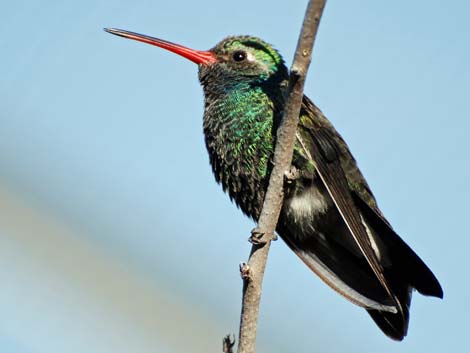 Birding the Arizona-Sonora Desert Museum