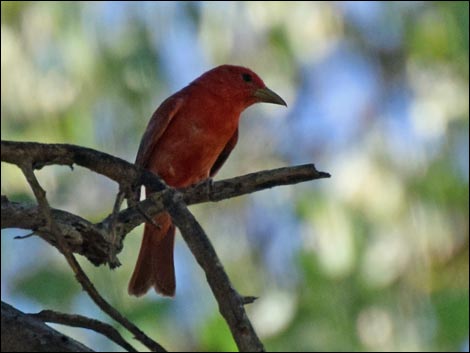 Hassayampa River Preserve