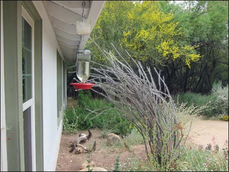 Hassayampa River Preserve