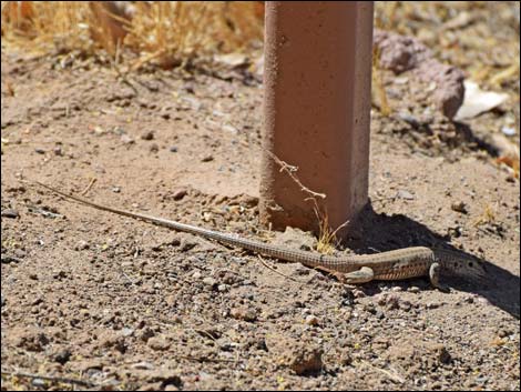 Hassayampa Roadside Rest Area