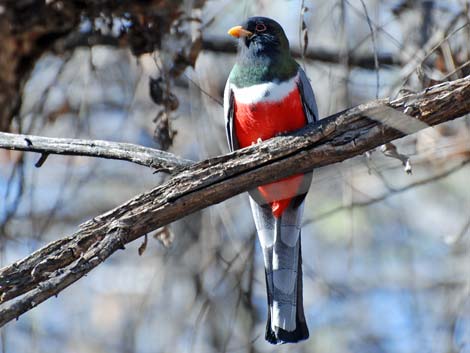 Elegant Trogon