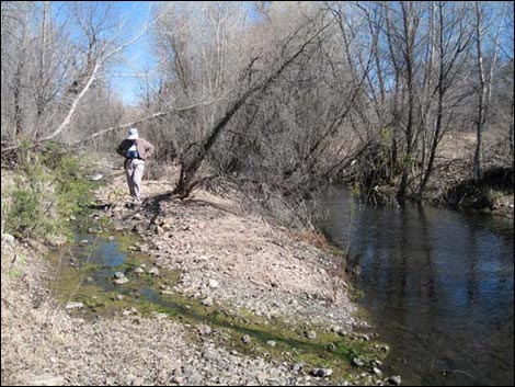 Sonoita Creek Natural Area