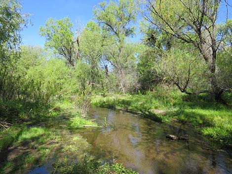 Patagonia Lake Birding Trail