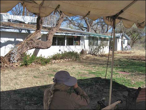 Patagonia Area Birding