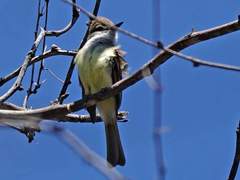 Patagonia-Sonoita Creek Preserve