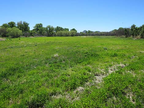 Patagonia-Sonoita Creek Preserve