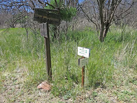 Patagonia-Sonoita Creek Preserve