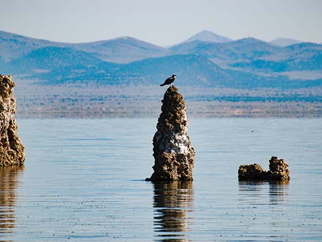 Mono Lake