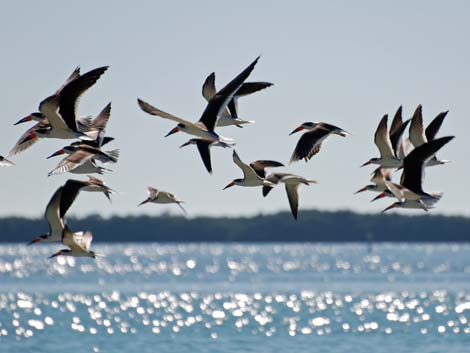 Birding Around Las Vegas, Dunedin, Florida