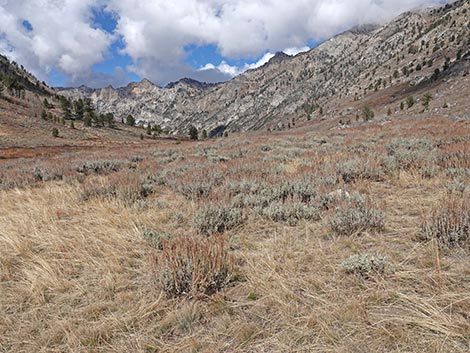 Lamoille Canyon