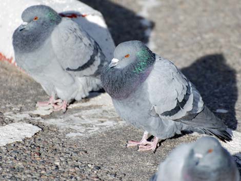 Rock Pigeon