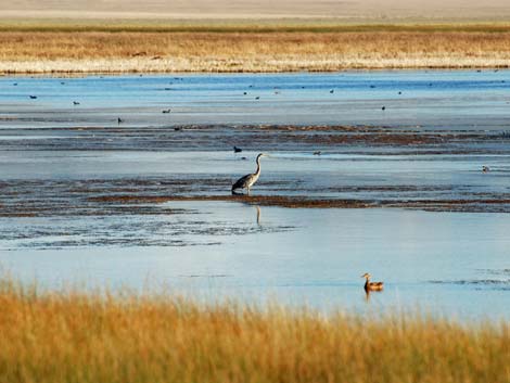 Great Blue Heron in Ruby Marsh