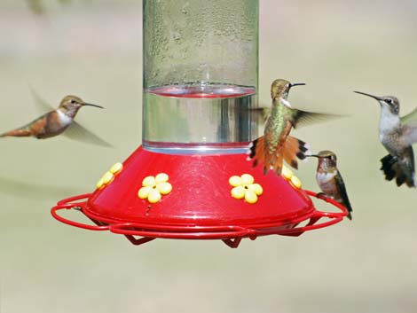 Birding Malheur National Wildlife Refuge