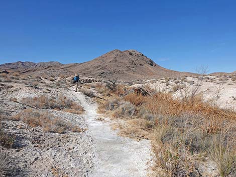 Blue Point Spring