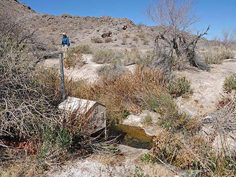 Blue Point Spring