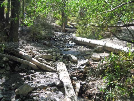 Birding Deer Creek