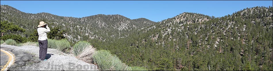 Birding Around Mount Charleston