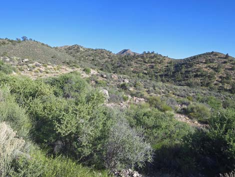 Birding Gold Butte