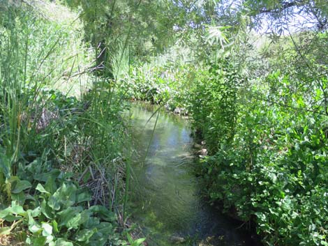 Warm Springs Natural Area