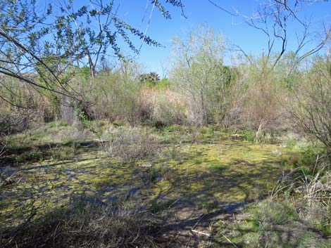 Warm Springs Natural Area