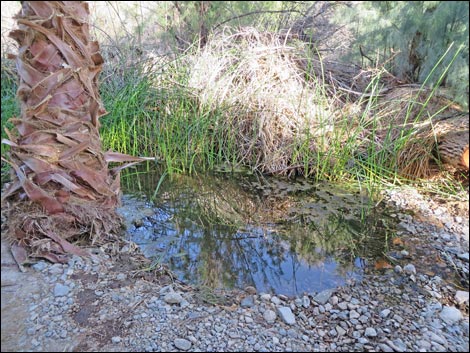 Swimming Pool Trail