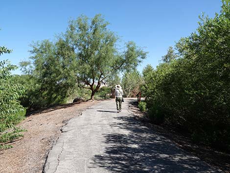 Henderson Bird Viewing Preserve