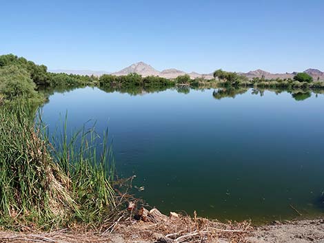 Henderson Bird Viewing Preserve