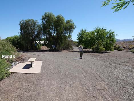 Henderson Bird Viewing Preserve