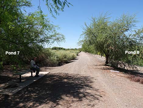 Henderson Bird Viewing Preserve