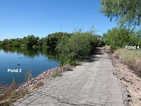 Henderson Bird Viewing Preserve