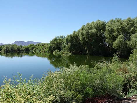 Henderson Bird Viewing Preserve