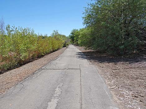 Henderson Bird Viewing Preserve