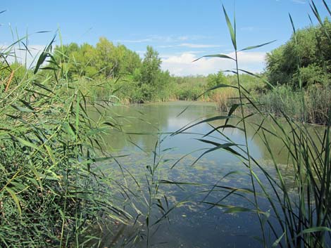 Clark County Wetlands Park