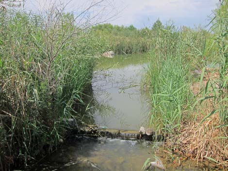 Clark County Wetlands Park