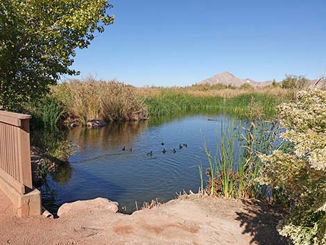 Clark County Wetlands Park