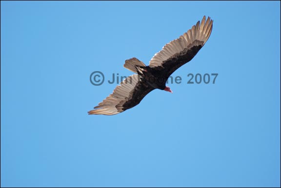 Turkey Vulture in Flight