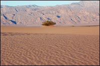 Creosote in Sand Dunes