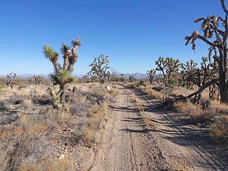 Grasslands Trail