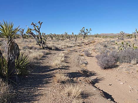 Grasslands Trail