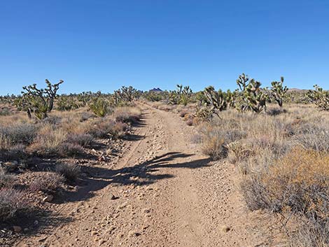 Grasslands Trail