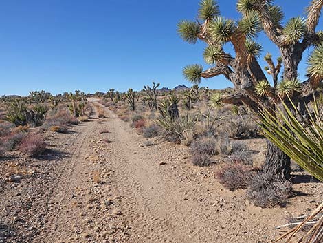 Grasslands Trail