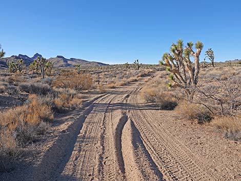 Grasslands Trail