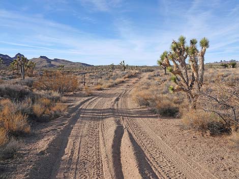 Grasslands Trail