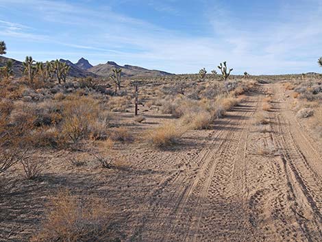 Grasslands Trail