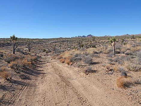 Grasslands Trail