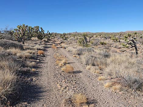 Grasslands Trail