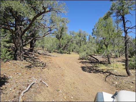 Badger Valley Road