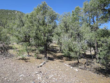 Badger Valley Road